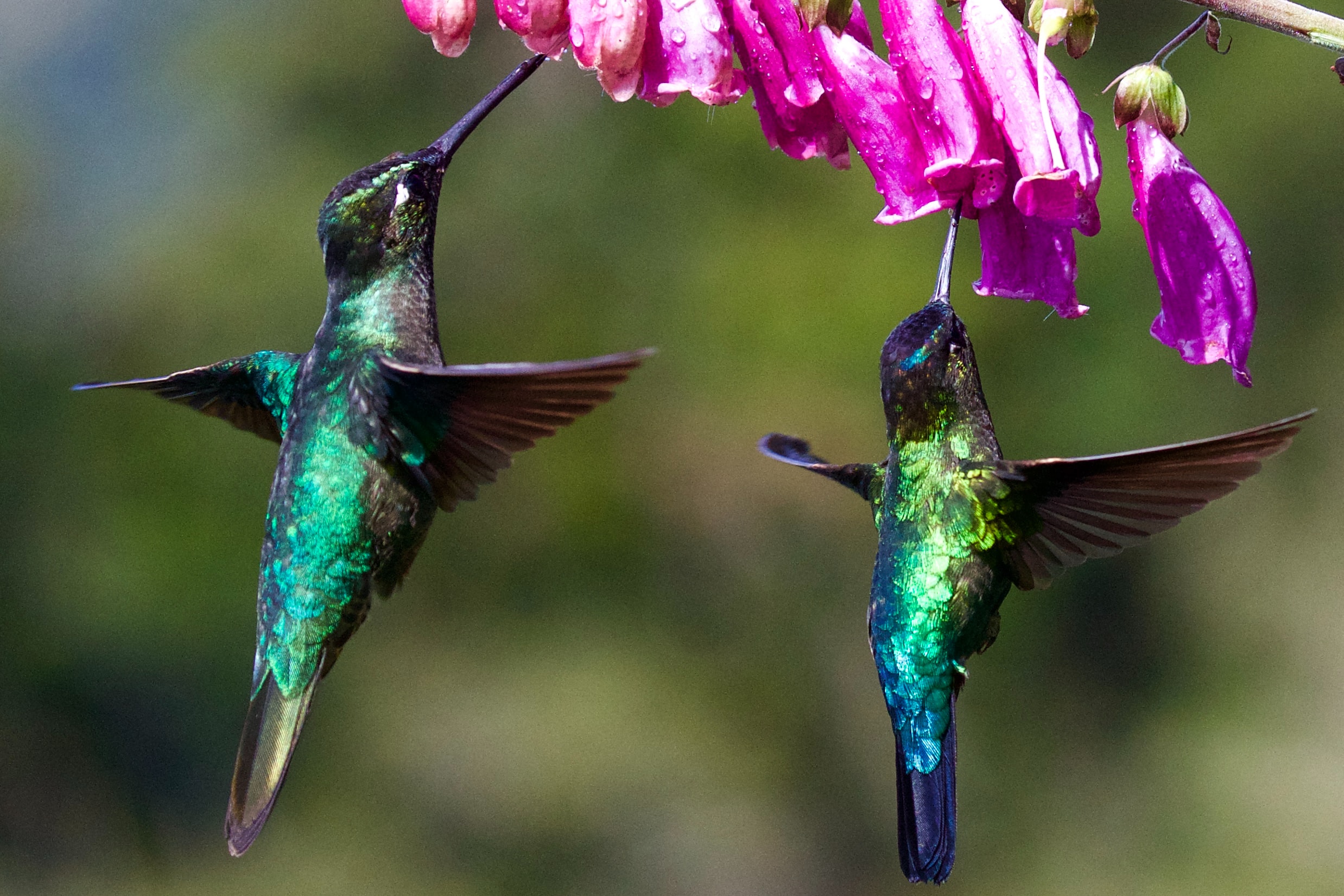 Harmony of Nature